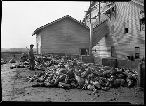 Photo of man standing next to seal carcasses near the by-products plant.