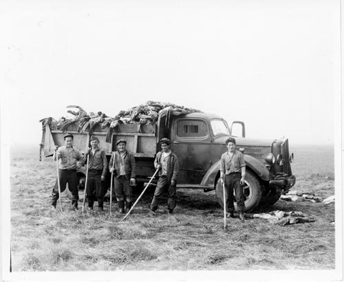 Photo of five men standing near truck with seal carcasses.