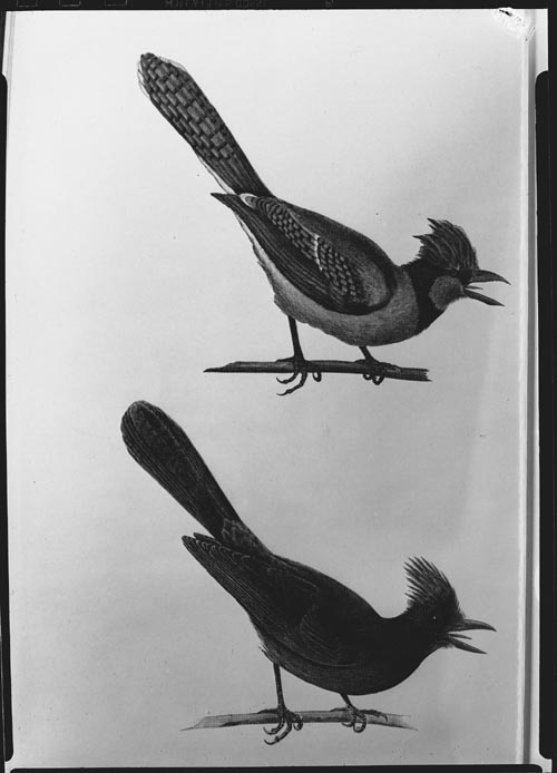 Paintings of birds.