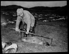 Thumbnail photo of a man measuring a fur seal.