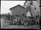Thumbnail photo of man standing next to seal carcasses near the by-products plant.