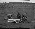 Thumbnail photo of three men skinning seal.