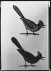 Thumbnail painting of birds.