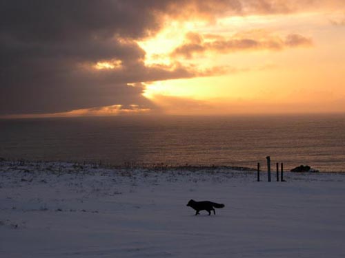 Photo of an arctic fox walking across St. Paul's Village Hill at sunset.