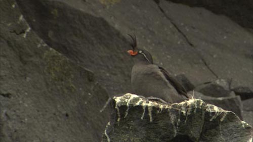 Photo of Crested Auklet.