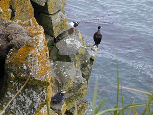 Photo of seabirds perched on rocky cliffs.