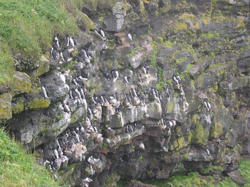 Photo of seabirds perched on rocky cliffs.