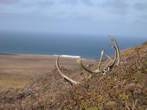 Photo of reindeer antlers with tundra landscape and the Bering Sea.