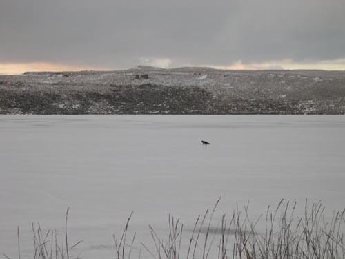 Photo of an artic fox crossing the frozen Salt Lagoon.