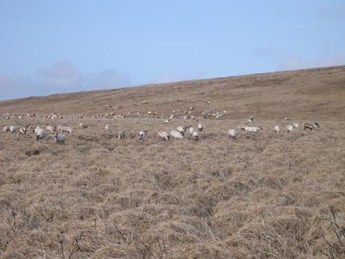 Photo of reindeer herd.