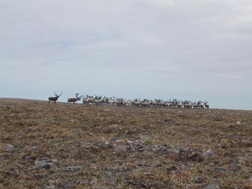 Photo of reindeer herd.