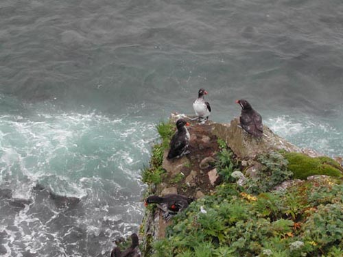 Photo of seabirds perched above the Bering Sea.