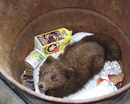 Photo of an arctic fox in a garbage can.