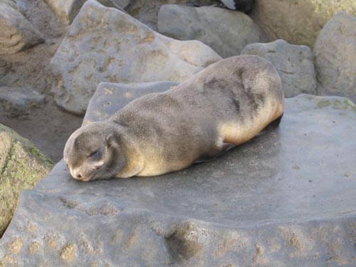 Photo of a young northern fur seal napping on a rock.