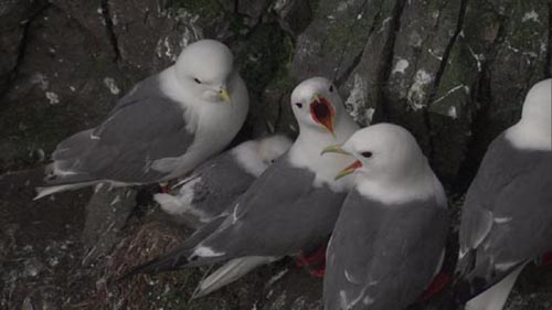 Photo of red-legged kittiwakes perched on cliffs.