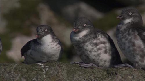 Photo of least auklets.