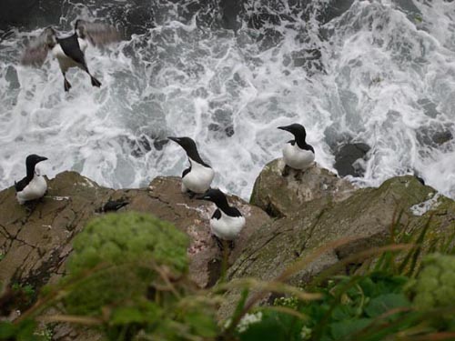 Photo of murres perched on cliffs with another about to land.