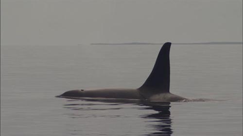 Photo of orca whale.