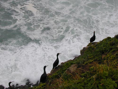 Photo of seabirds at Southwest Point.