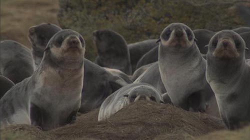 Photo of northern fur seal pups.