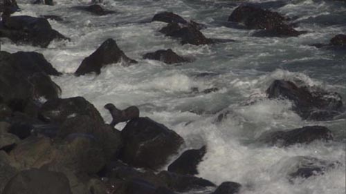 Photo of northern fur seals in the waves.