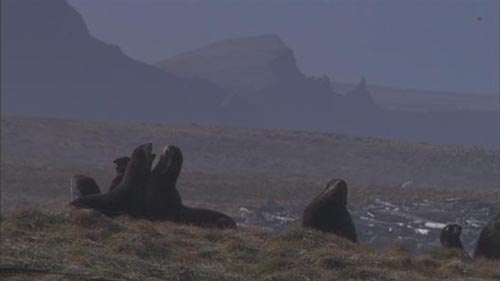 Photo of silhouette of northern fur seals with High Bluffs in the background.