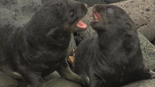 Photo of sparring northern fur seal pups.