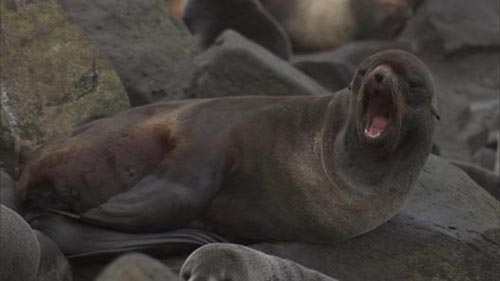 Photo of yawning northern fur seal.