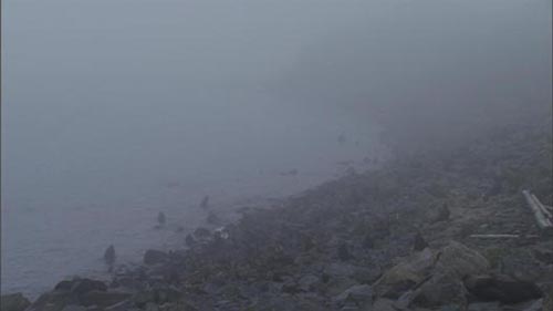Photo of northern fur seals on a foggy beach.
