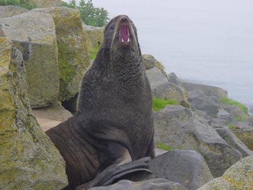 Photo of a northern fur seal bull barking at the camera.