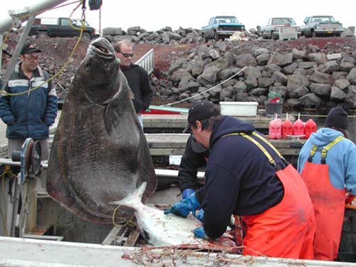 Photo of fisherman and freshly caught halibut.