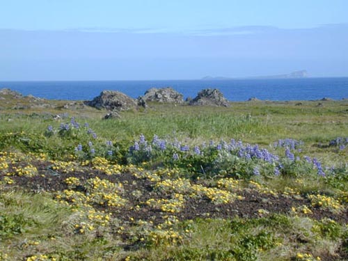 Photo of yellow and blue wildflowers.
