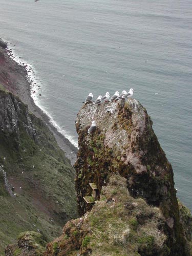 Photo of kittiwakes perched on a rocky tower.