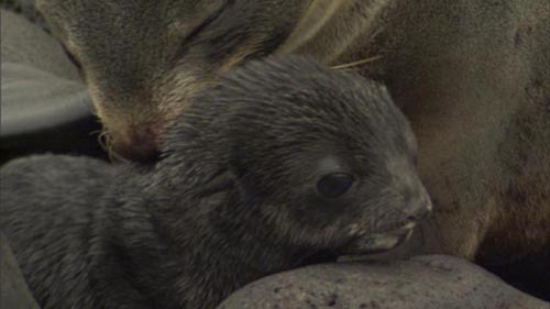 Photo of newborn northern fur seal pup with its mother.