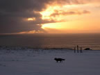 Thumbnail photo of an arctic fox walking across St. Paul's Village Hill at sunset.