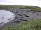 Thumbnail photo of northern fur seals at Zapadni Bay.