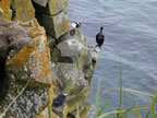 Thumbnail photo of seabirds perched on rocky cliffs.