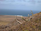 Thumbnail photo of reindeer antlers with tundra landscape and the Bering Sea.