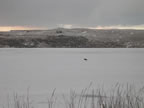 Thumbnail photo of an artic fox crossing the frozen Salt Lagoon.