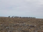 Thumbnail photo of reindeer herd.