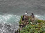 Thumbnail photo of seabirds perched above the Bering Sea.