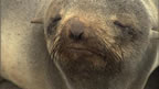 Thumbnail photo of northern fur seal.