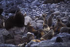 Thumbnail photo of a northern fur seal harem at Polovina Rookery.