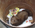 Thumbnail photo of an arctic fox in a garbage can.