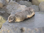 Thumbnail photo of a young northern fur seal napping on a rock.