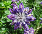 Thumbnail photo of Lupine flower.