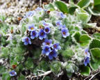 Thumbnail photo of blue flowers.
