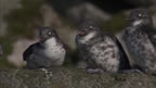 Thumbnail photo of least auklets.