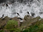 Thumbnail photo of murres perched on cliffs with another about to land.