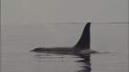 Thumbnail photo of orca whale.
